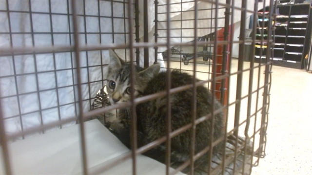 Shelter Stray Female Cat last seen Near BLOCK W 72 PL, Doral, FL 33122