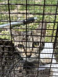 Shelter Stray Male Cat last seen Near BLOCK SW 203RD TER, Doral, FL 33122