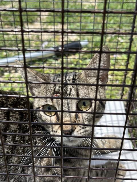Shelter Stray Male Cat last seen Near BLOCK SW 203RD TER, Doral, FL 33122
