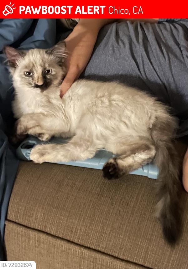 Lost Female Cat last seen Bell rd and Guynn, Chico, CA 95973