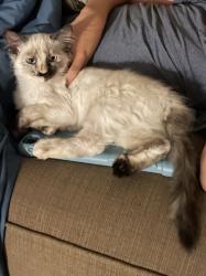 Lost Female Cat last seen Bell rd and Guynn, Chico, CA 95973