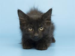 Shelter Stray Male Cat last seen Near BLOCK TH AVE HATCHER, Phoenix, AZ 85008