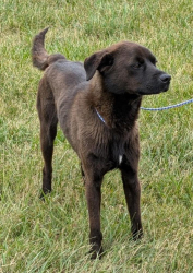 Reunited Male Dog last seen Near Todd st, Newton, NC 28658
