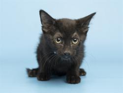 Shelter Stray Female Cat last seen Near BLOCK TH AVE HATCHER, Phoenix, AZ 85008