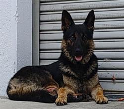 Shelter Stray Male Dog last seen Near BLOCK SW 42 ST, HOLLYWOOD FL 33312, Davie, FL 33312
