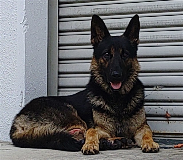Shelter Stray Male Dog last seen Near BLOCK SW 42 ST, HOLLYWOOD FL 33312, Davie, FL 33312