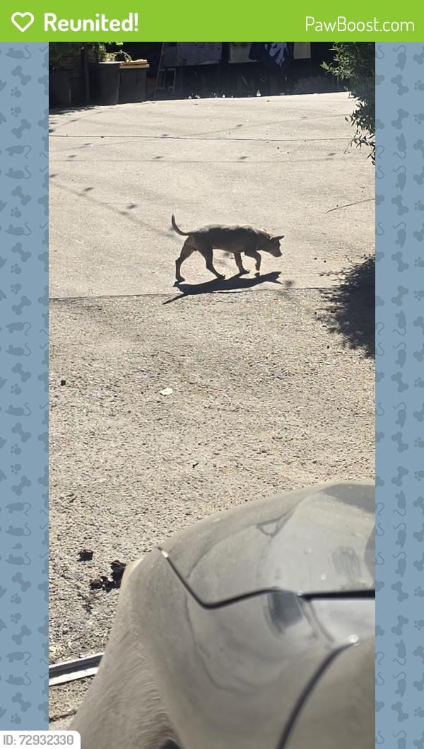 Reunited Male Dog last seen Hubbard St & Sproule Ave, Los Angeles, CA 91342, USA, Los Angeles, CA 91342