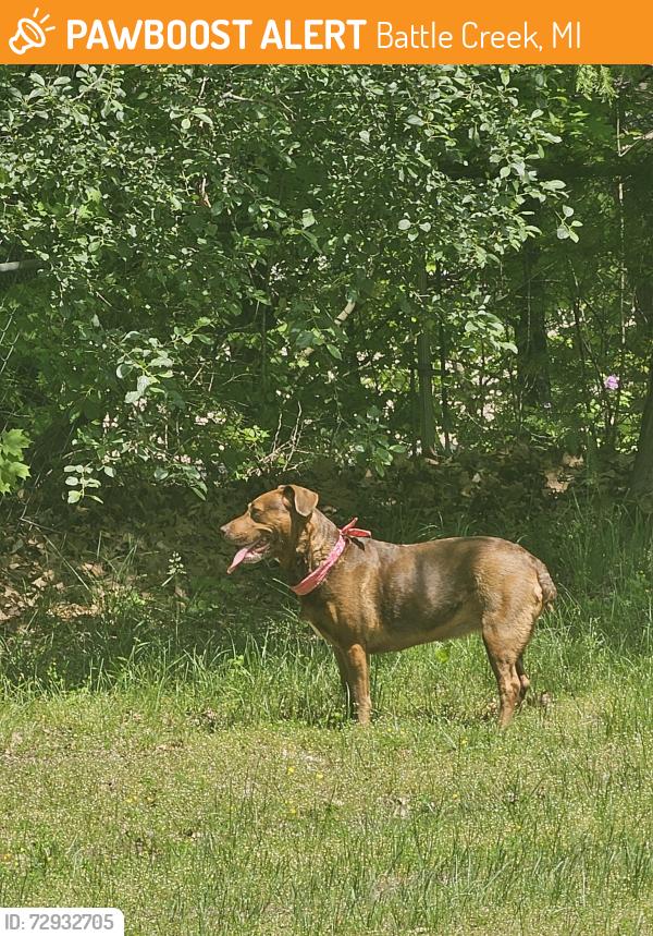 Found/Stray Female Dog last seen Poulsen , Battle Creek, MI 49014