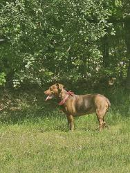 Found/Stray Female Dog last seen Poulsen , Battle Creek, MI 49014