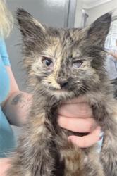 Shelter Stray Unknown Cat last seen , Shelby, NC 28150