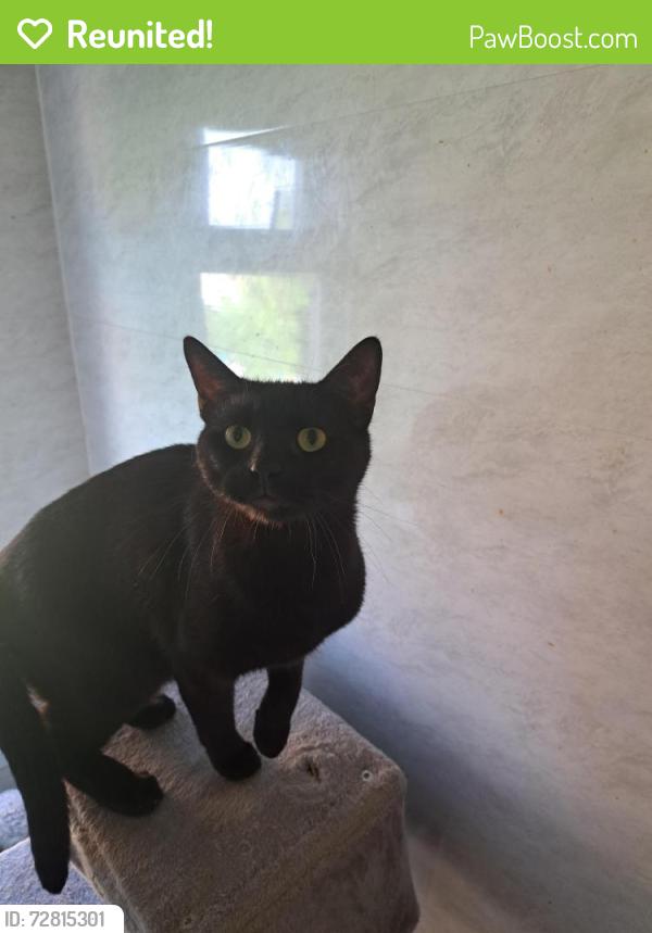 Reunited Male Cat last seen Garsbeck way. , Ormesby, England TS7 9RF