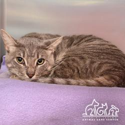 Shelter Stray Male Cat last seen ISLANDVIEW/LAKEVIEW, IRVINE, 92604, Irvine, CA 92618