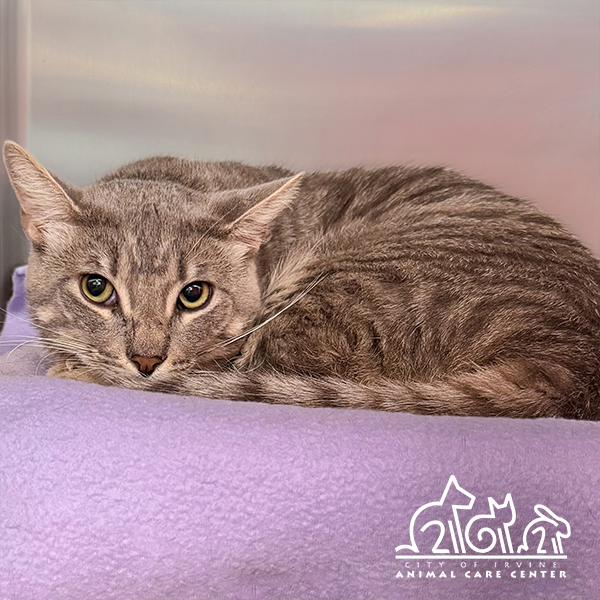 Shelter Stray Male Cat last seen ISLANDVIEW/LAKEVIEW, IRVINE, 92604, Irvine, CA 92618