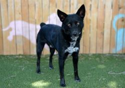 Shelter Stray Male Dog last seen Near BLOCK S 5200 W, WEST VALLEY CITY UT 84120, Salt Lake City, UT 84120