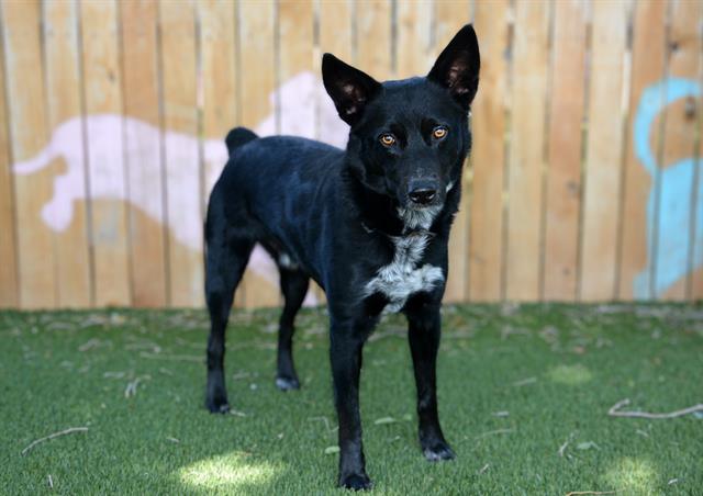 Shelter Stray Male Dog last seen Near BLOCK S 5200 W, WEST VALLEY CITY UT 84120, 4522 W 3500 S, West Valley City, UT 84120, USA