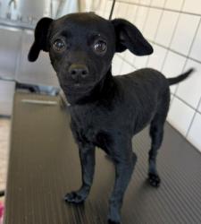 Shelter Stray Female Dog last seen , Downey, CA 90242