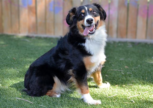 Shelter Stray Male Dog last seen Near BLOCK W CRYSTAL AVE, WEST VALLEY CITY UT 84119, 4522 W 3500 S, West Valley City, UT 84120, USA