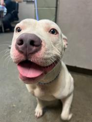 Shelter Stray Female Dog last seen Near BLOCK GRIBBIN CT, Jacksonville, FL 32204