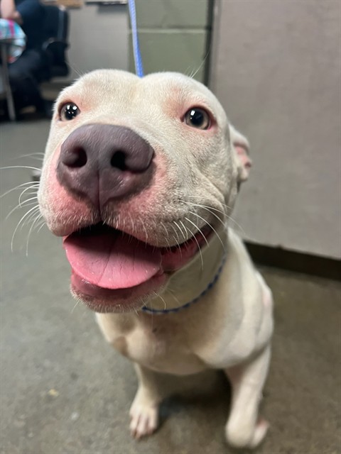 Shelter Stray Female Dog last seen Near BLOCK GRIBBIN CT, Jacksonville, FL 32204