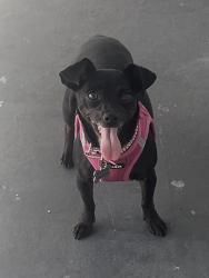 Reunited Female Dog last seen 5th and 42nd Ave , Plantation, FL 33317