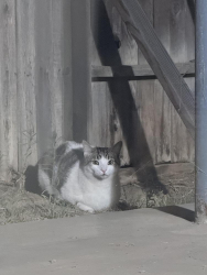 Found/Stray Unknown Cat last seen Angoras ct, Bakersfield, CA 93312