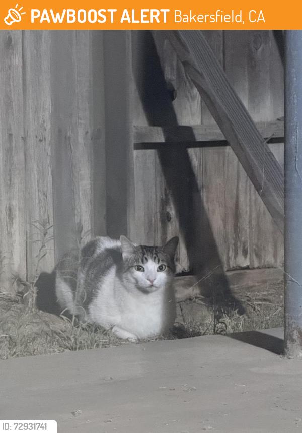 Found/Stray Unknown Cat last seen Angoras ct, Bakersfield, CA 93312