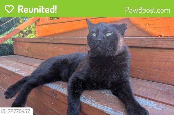 Reunited Male Cat last seen IROQUOIS WAY, San Diego, CA 92117