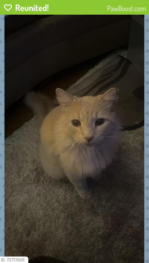 Reunited Male Cat last seen Broadway and S. Recker rd, Mesa, AZ 85205