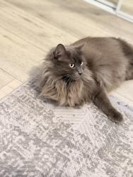 Reunited Male Cat last seen East market street/cherry ave, Long Beach, CA 90805