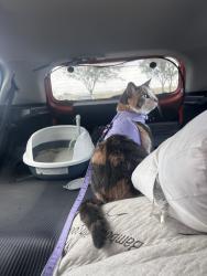 Reunited Female Cat last seen Near W 23rd St S, Garden Plain, KS 67050, USA, Garden Plain, KS 67050
