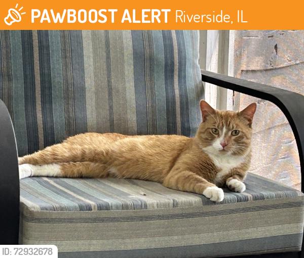 Found/Stray Male Cat last seen Southcote and Audubon Rd, Riverside, IL, Riverside, IL 60546