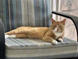 Found/Stray Male Cat last seen Southcote and Audubon Rd, Riverside, IL, Riverside, IL 60546