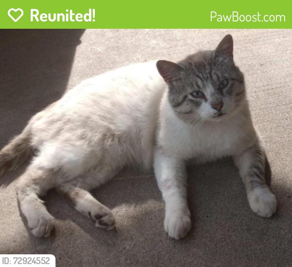 Reunited Male Cat last seen Kerr, Springfield, MO 65803