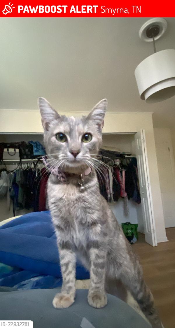 Lost Female Cat last seen Mapleview st Smyrna Tn, Smyrna, TN 37167