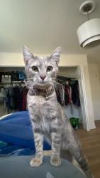 Lost Female Cat last seen Mapleview st Smyrna Tn , Smyrna, TN 37167