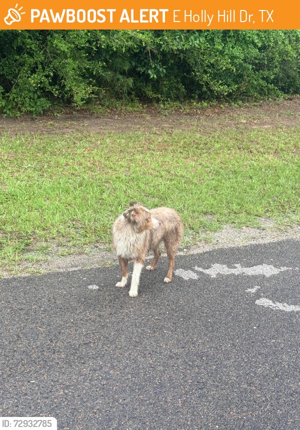Found/Stray Unknown Dog last seen E Hollyhill drive and Barn Owl Lane, E Holly Hill Dr, TX 77363