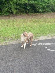 Found/Stray Unknown Dog last seen E Hollyhill drive and Barn Owl Lane, E Holly Hill Dr, TX 77363