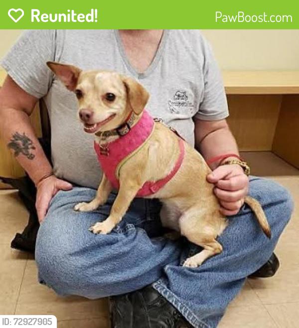 Reunited Female Dog last seen Holiday Station, University Ave & 81st Ave NE, Fridley, MN 55432