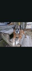Reunited Female Dog last seen 166th and Memorial , Bixby, OK 74008