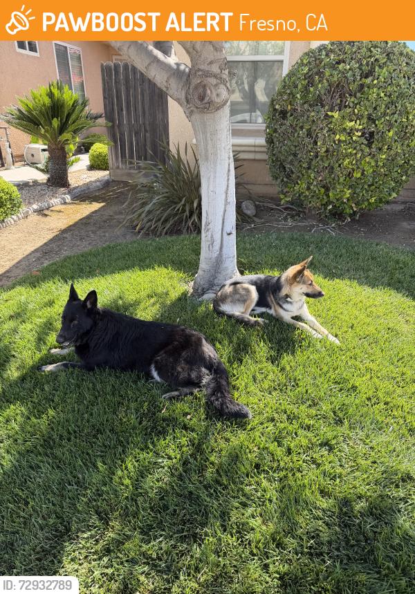Found/Stray Female Dog last seen Jensen, Fresno, CA 93727