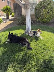 Found/Stray Female Dog last seen Jensen, Fresno, CA 93727