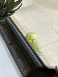 Found/Stray Unknown Bird last seen Near Garden Hwy, Sacramento, CA 95833