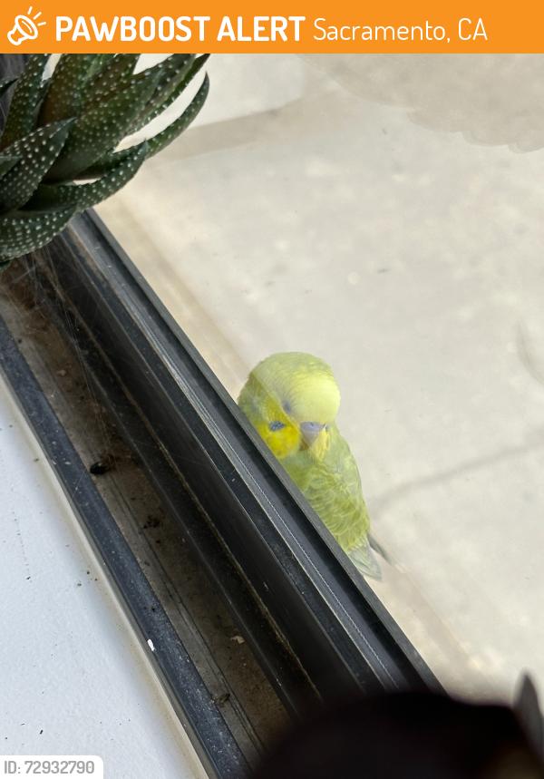 Found/Stray Unknown Bird last seen Near Garden Hwy, Sacramento, CA 95833