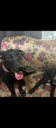 Lost Female Dog last seen 4th street, Newnan, GA 30263
