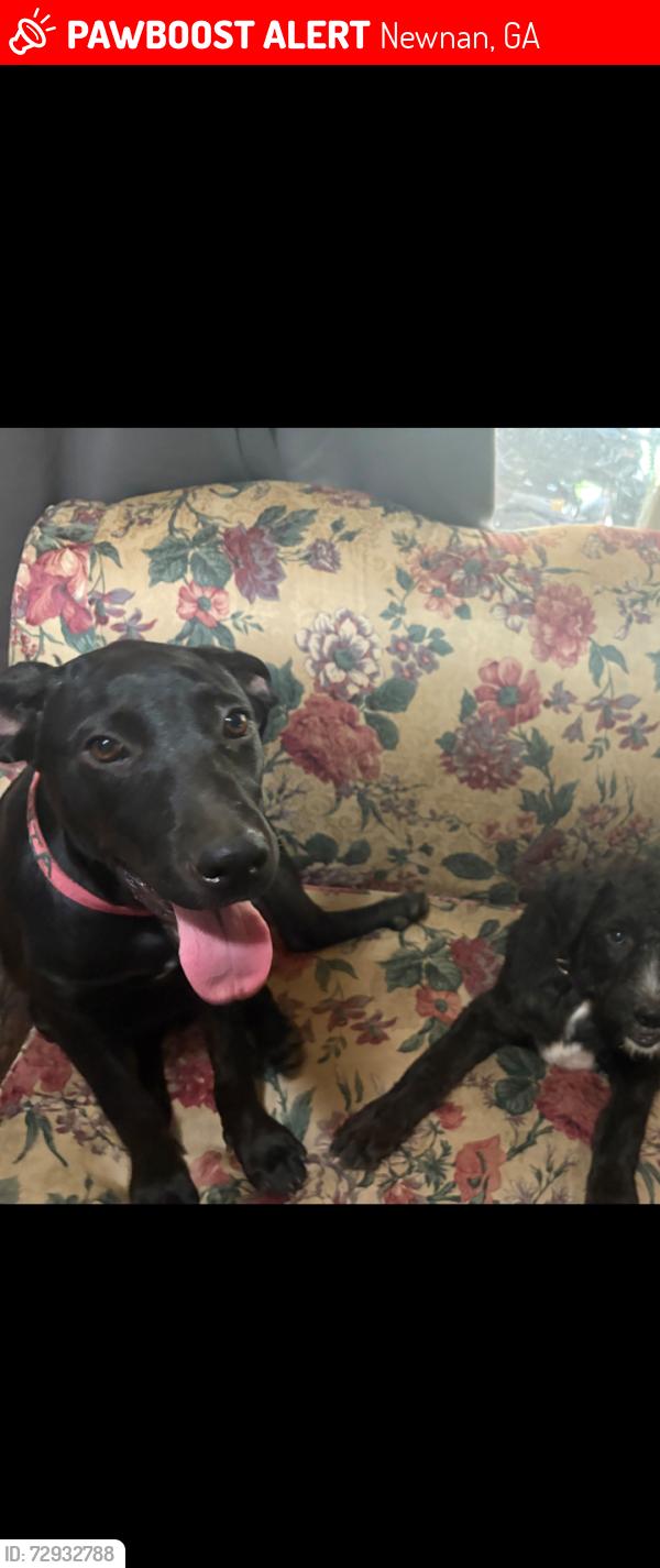 Lost Female Dog last seen 4th street, Newnan, GA 30263