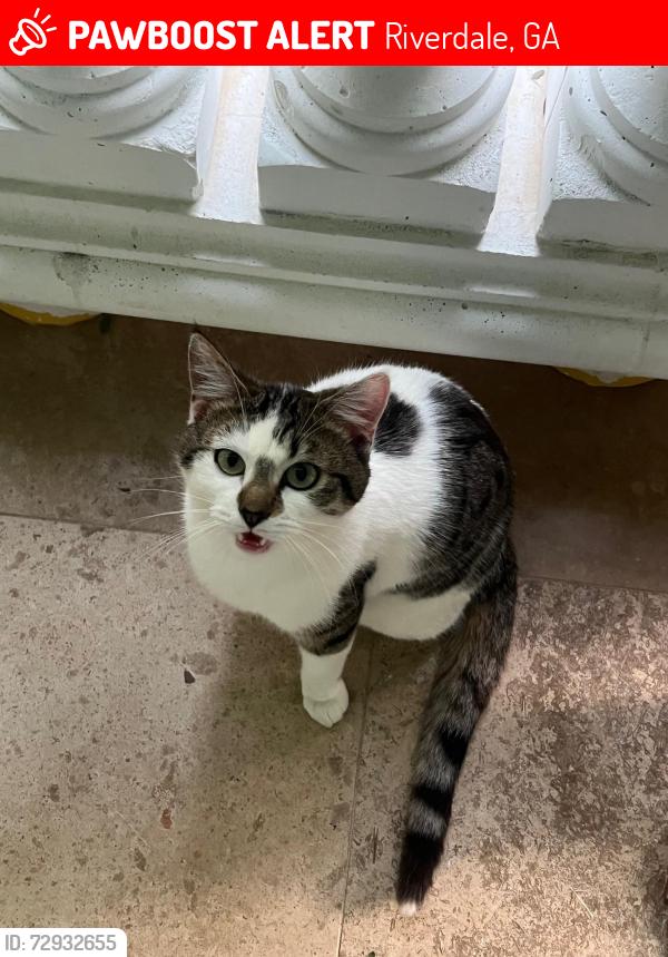 Lost Male Cat last seen Adrian Drive in Bethsaida Woods Neighborhood, Riverdale, GA 30296