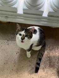 Lost Male Cat last seen Adrian Drive in Bethsaida Woods Neighborhood, Riverdale, GA 30296