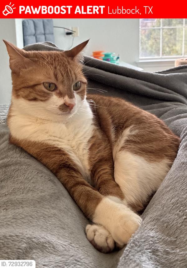 Lost Female Cat last seen Main Street between avenue v & avenue u, Lubbock, TX 79401