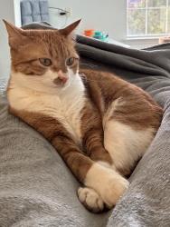 Lost Female Cat last seen Main Street between avenue v & avenue u, Lubbock, TX 79401