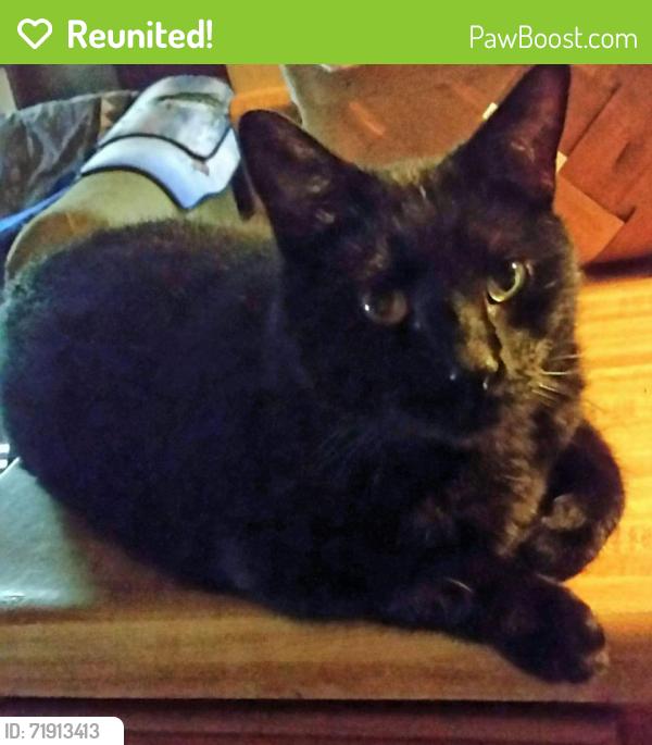 Reunited Male Cat last seen Indian Town Farms at Mt. Joy & Mission Place , Sussex County, DE 19966